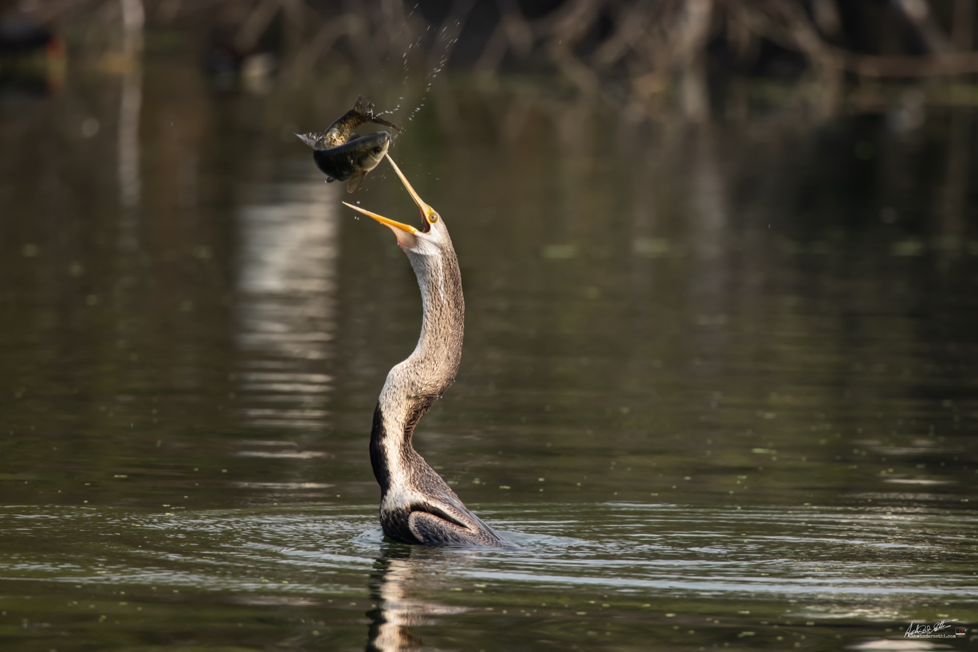 Creative shadow photography