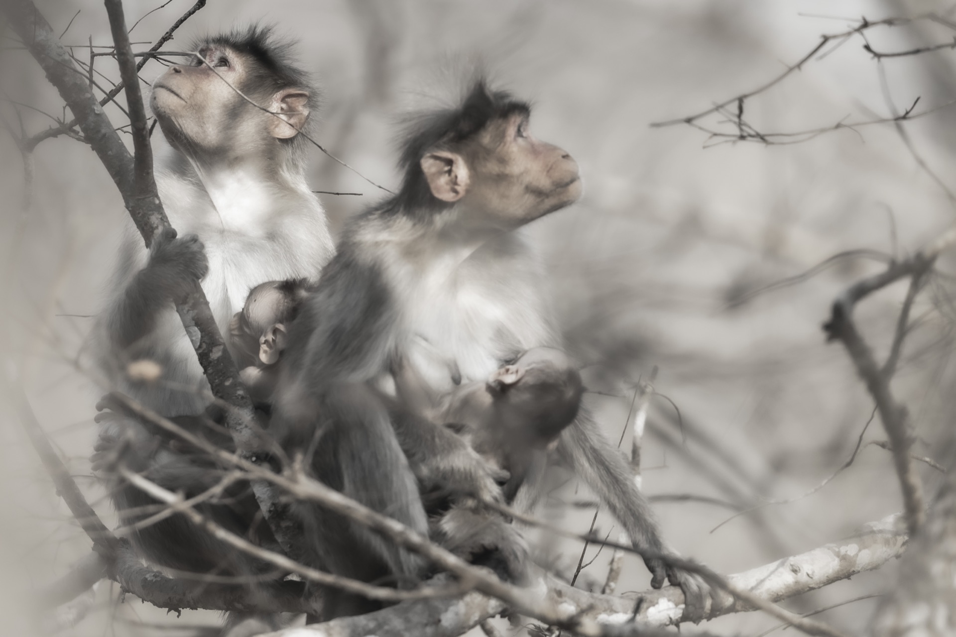 Timeless black and white beauty