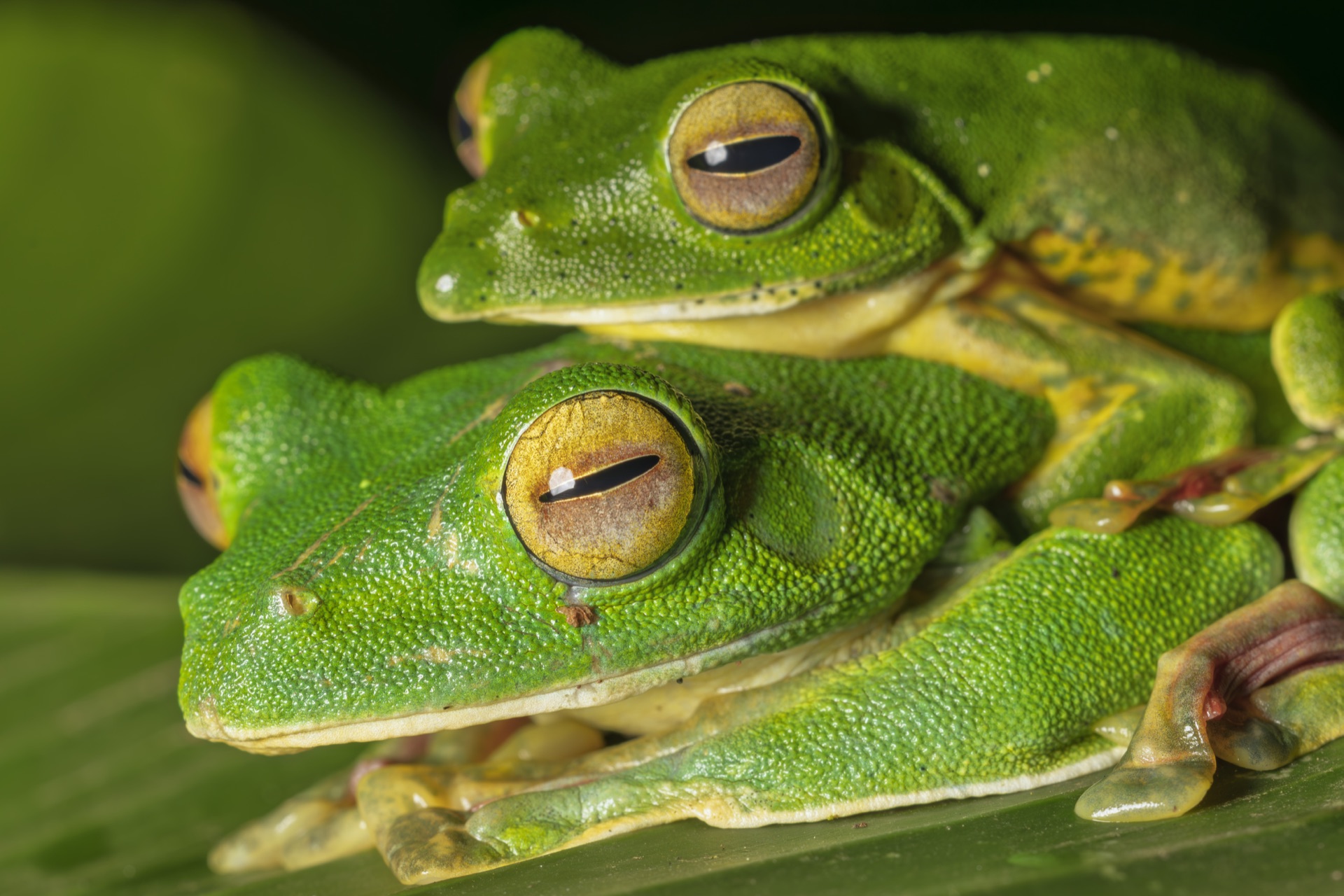 Delicate photography detail