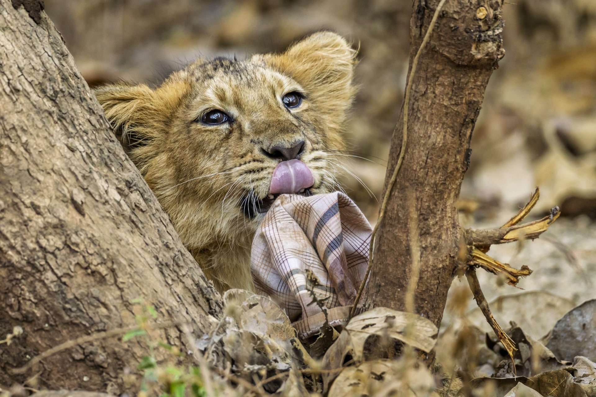 Mastering Portrait Lighting: A Complete Guide