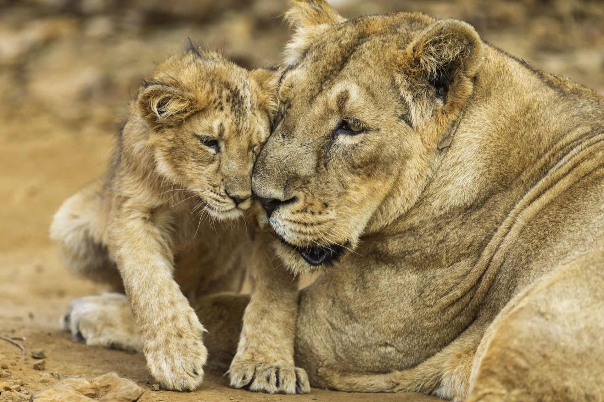 The Art of Food Photography: Making Dishes Irresistible