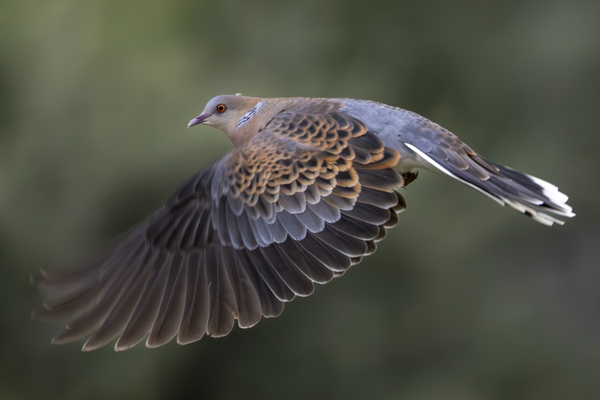 Behind the Lens: Creating Cinematic Portraits