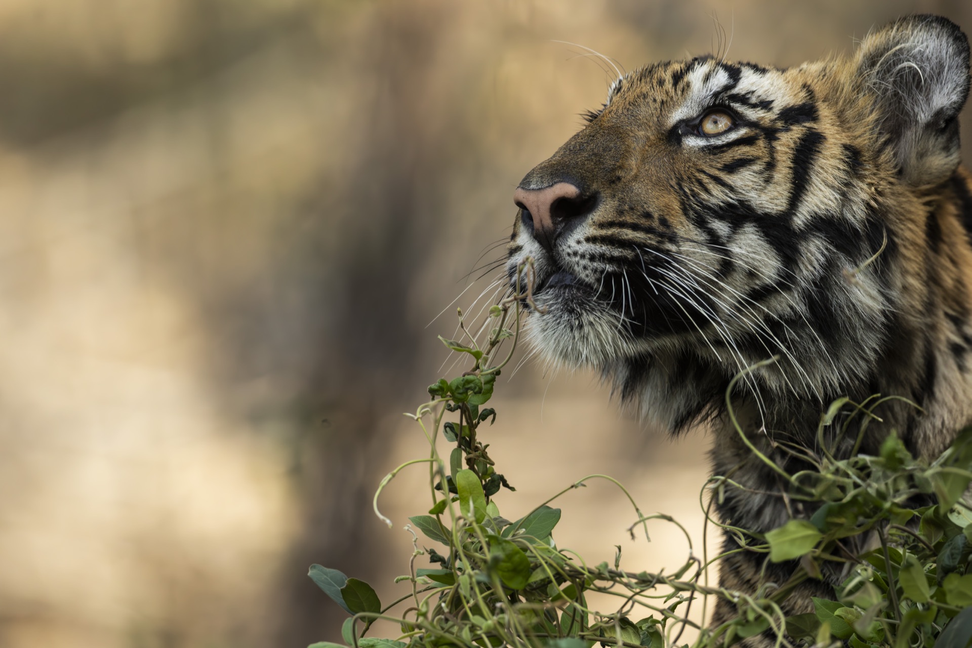 Talk Show Production - Gallery image 2