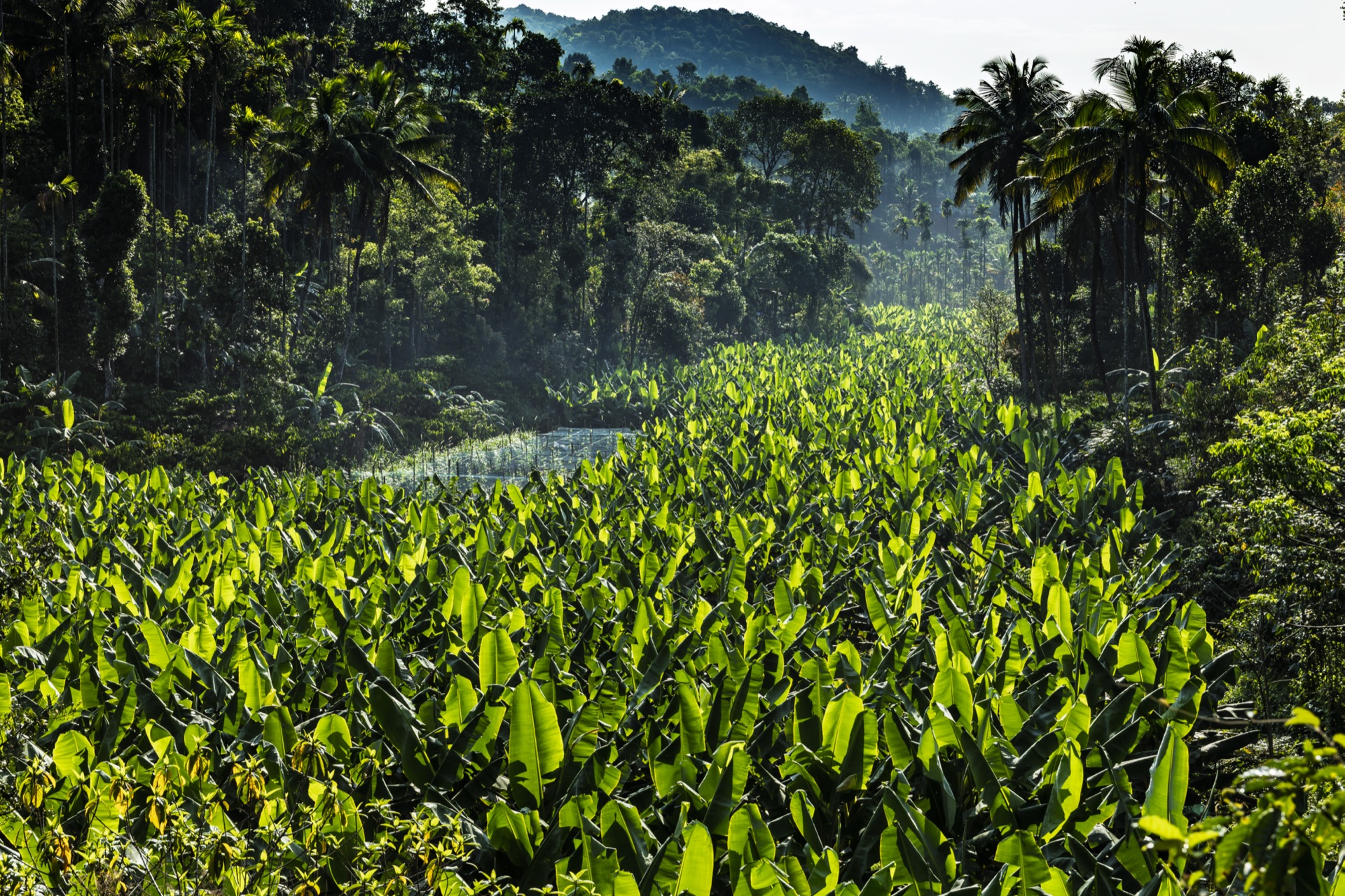 Capturing Punjab: A Photographic Love Letter
